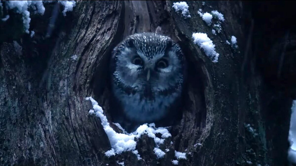 le champ des forets film cinema a voir